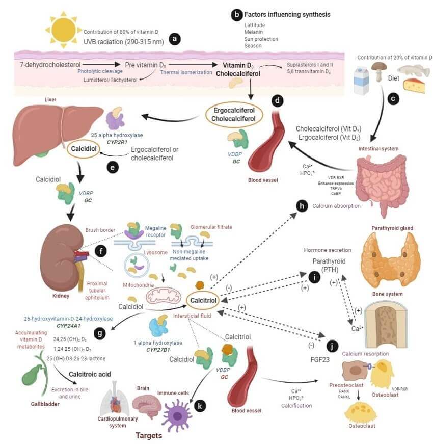 how do you get vitamin d infographic