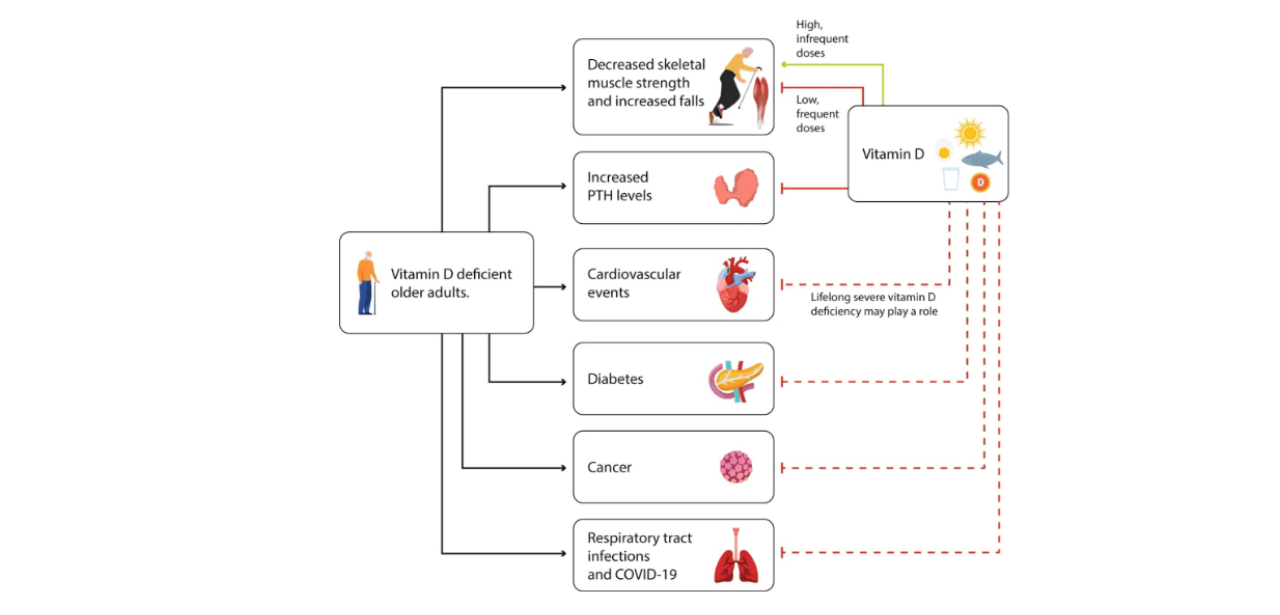 vitamin d deficiency in older adults cycle infographic